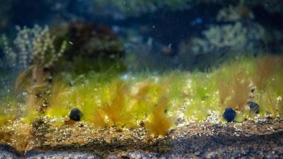 Sea Sponges or Algae? What Are The Earth’s Earliest Animals?