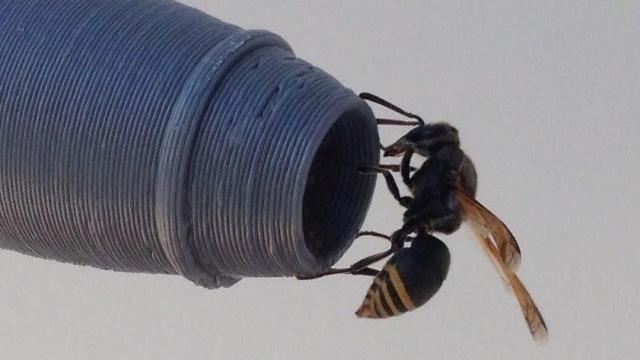 The Surprising Way Keyhole Wasps Can Take Down an Aeroplane