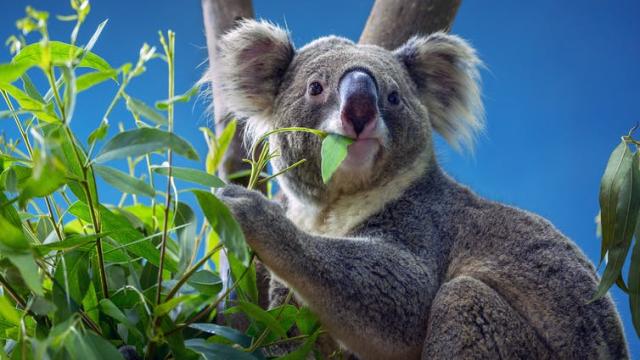 Government Spends $50m Saving Koalas While Taking Away Their Homes