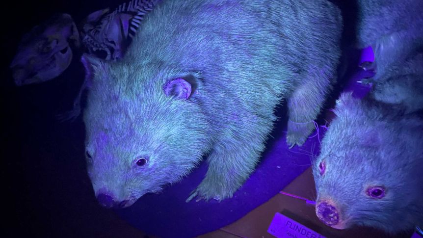 glow in the dark wombat