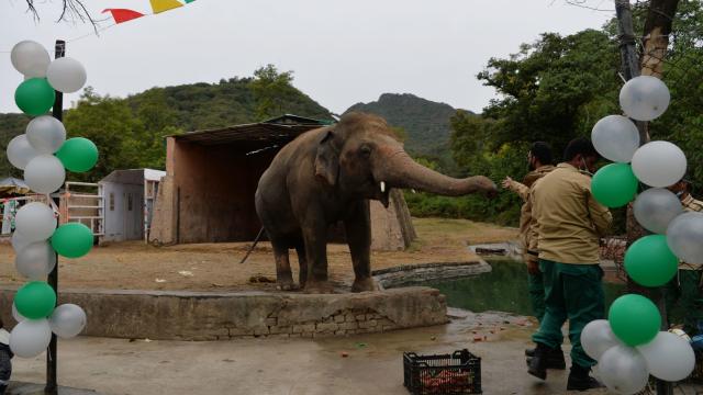 ‘World’s Loneliest Elephant’ Will Finally Have Some Friends