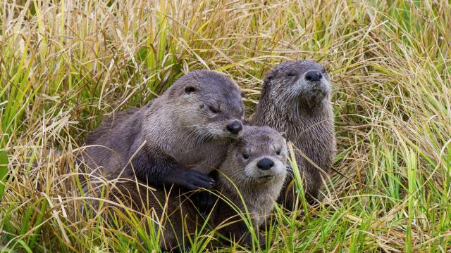 Tar Sands Pollution Is Giving Otters Limp Dick