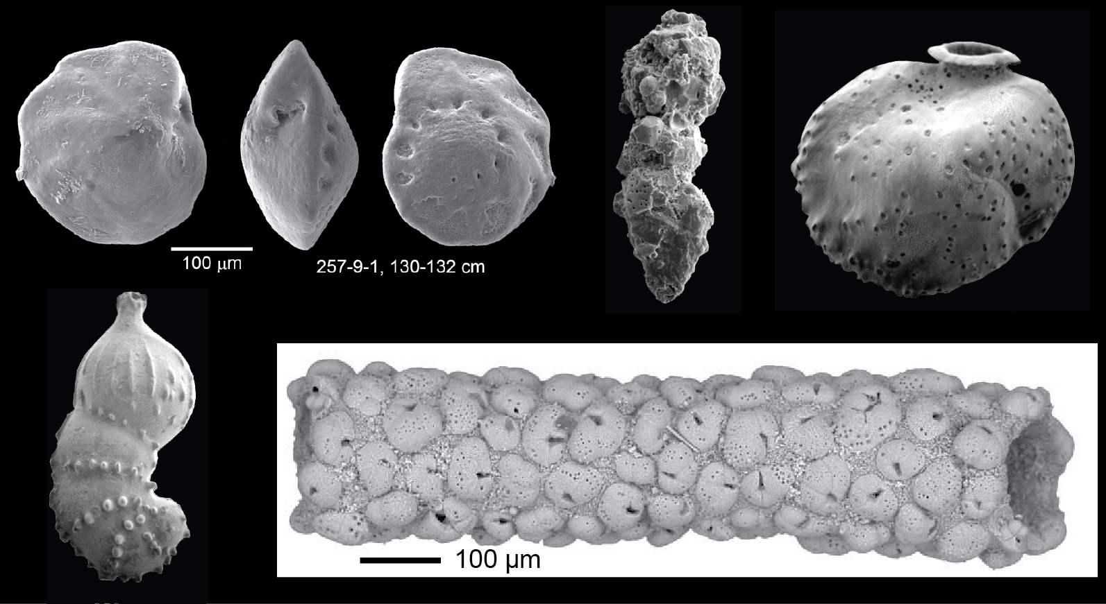 Various scanning electron images of fossil benthic foraminifera. (Image: Images courtesy of Brian Huber, Laurel Collins, and Pearson et al. (2018))
