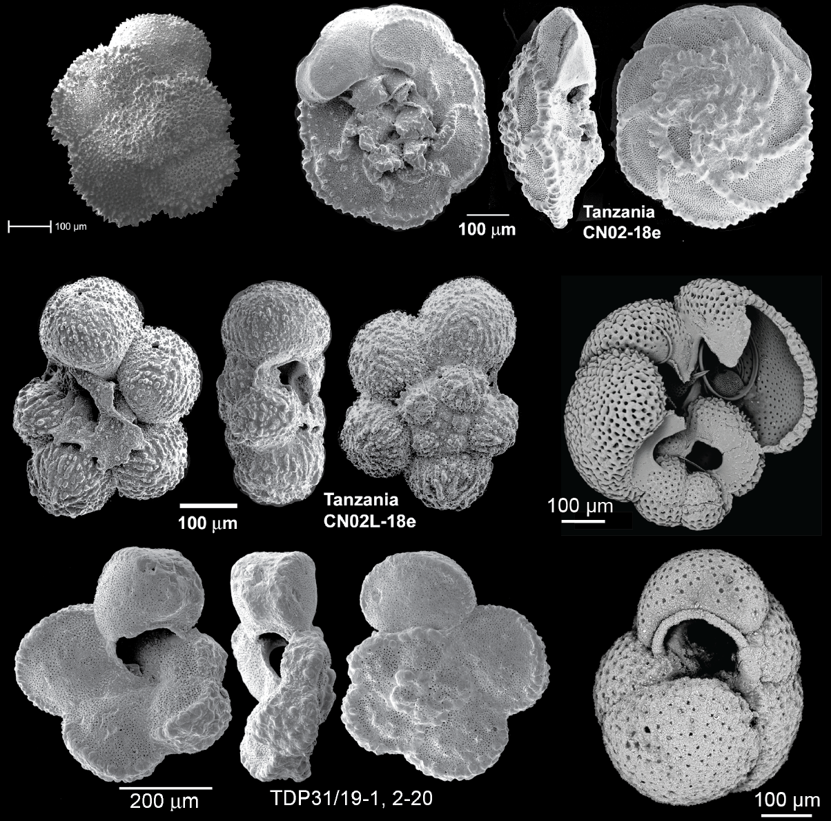 Various scanning electron images of fossil planktic foraminifera. (Image: Images courtesy of Megan Fung, Brian Huber, and Lam and Leckie (2020).)