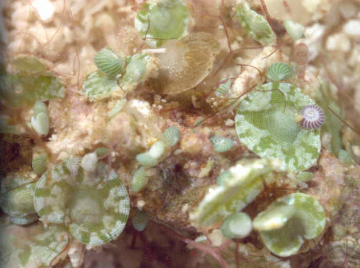 Specimens of Cylorbiculina compressa, Peneroplis pertusus and Heterostegina depressa. (Image: R. G. Muller and courtesy of Pamela Muller)