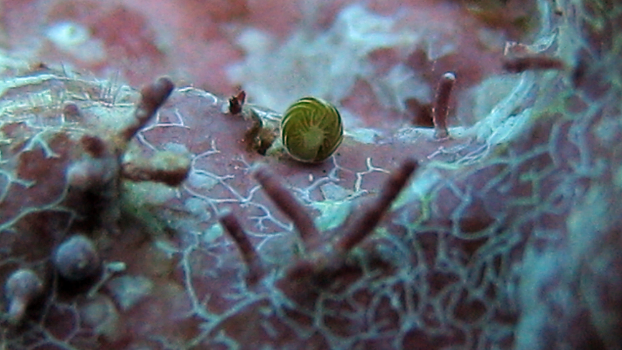 Amphistegina gibbosa in situ (in life position). (Image: Image by D. E. Williams and courtesy of Pamela Muller)