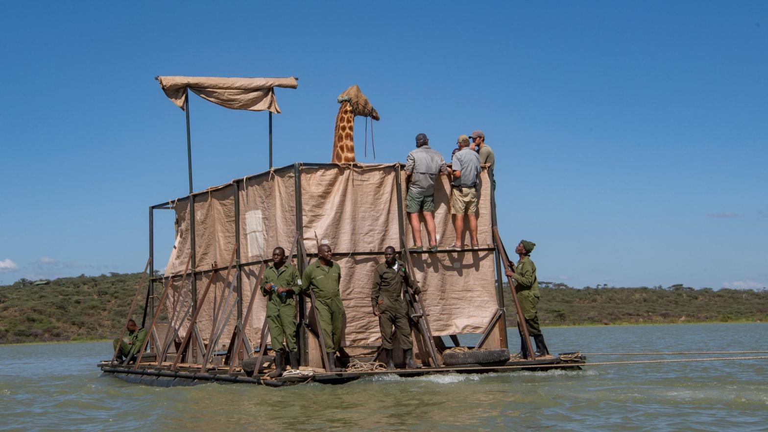 The barge includes tall fencing to keep Asiwa from falling over. Asiwa was sedated and had a hood placed on her to keep her calm during the mile-long journey across the lake.  (Photo: Ami Vitale/Save Giraffes Now)