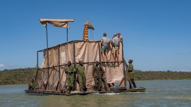 A Daring Giraffe Rescue Is Underway in Kenya