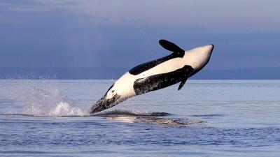 Pacific Killer Whales Are Dying — New Research Shows Why