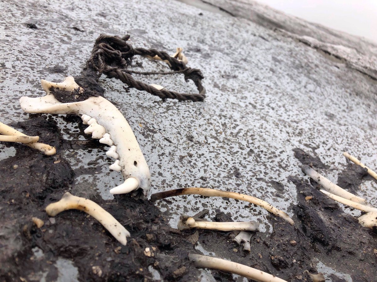 The undated remains of a dog, along with its collar and leash. (Image: Espen Finstad)