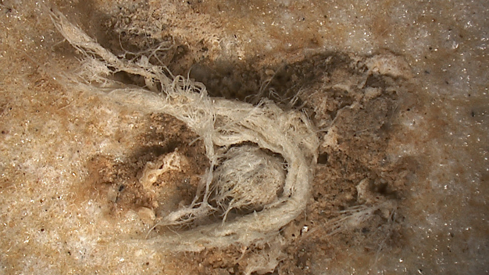 The Neanderthal cord fragment. (Image: C2RMF)