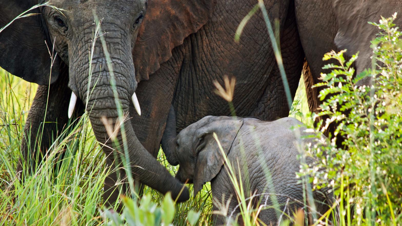 Aw! (Photo: Virunga National Park)
