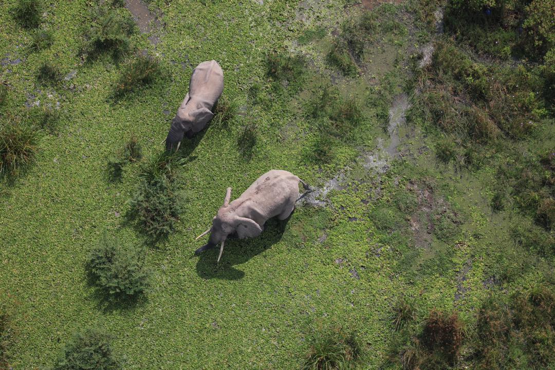 Savanna elephants in Virunga National Park. (Photo: Virunga National Park)