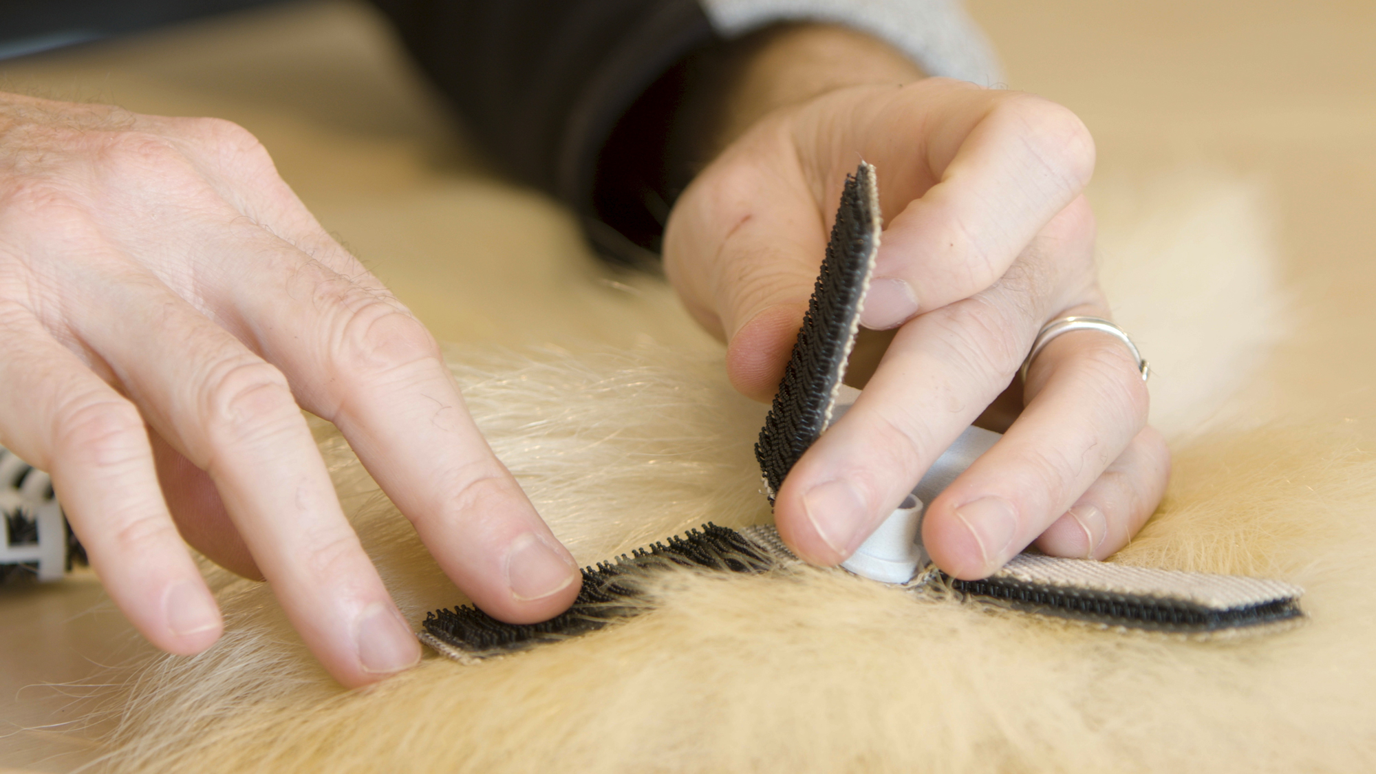 Some of the tag prototypes use simple adhesives, while others use 3M's Velcro-like fastener technology to securely hold onto an animal's fur. (Image: 3M)
