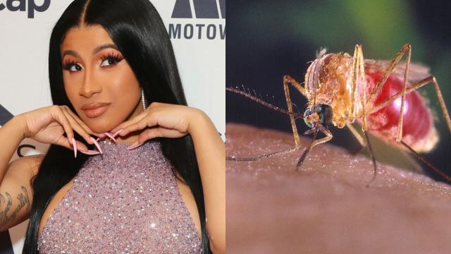 This YouTuber Used Cardi B Songs To Kill Mosquitoes