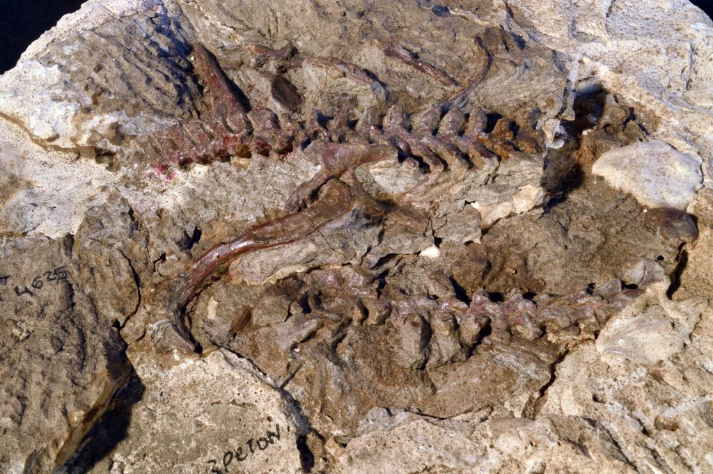 A partial largerpetid skeleton dating back to 235 million years ago in Argentina. (Image: Virginia Tech)