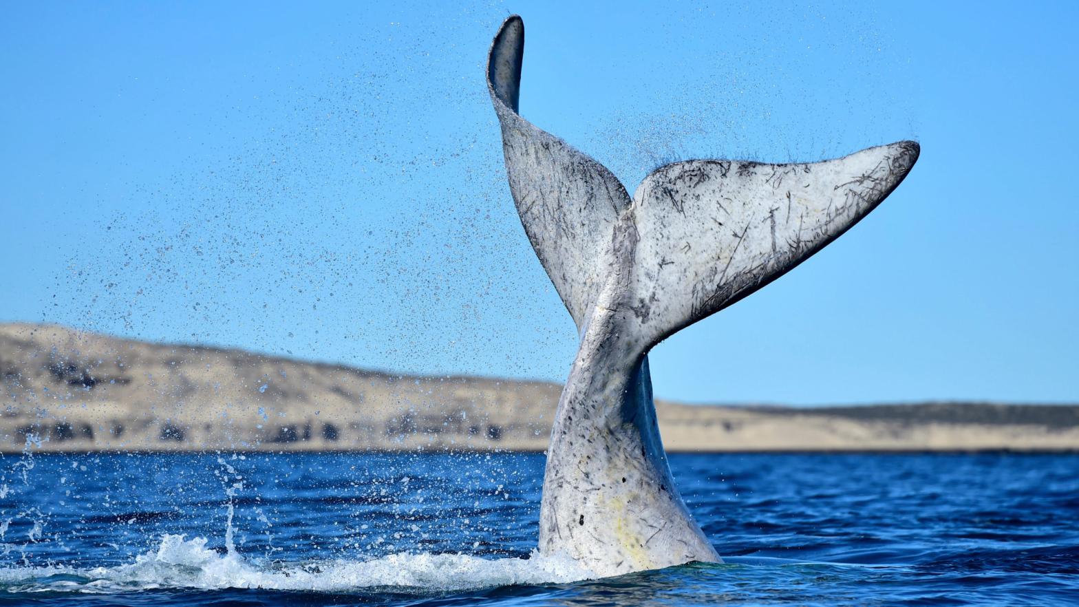 The tail of a Southern right whale breaking the water surface in El Doradillo Beach, Argentina. (Photo: Maxi Jonas, AP)