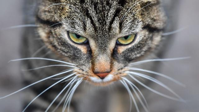 ‘Cat Scratch’ Bacteria Linked to Psychiatric Symptoms in People