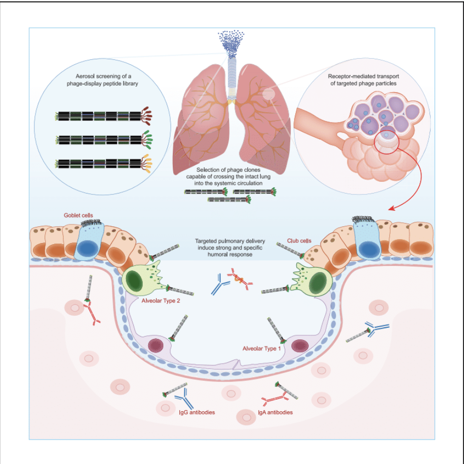 An graphic on the basics of how Arap and his team's inhalable vaccine is supposed to work (Photo: Staquicini et al/Med)
