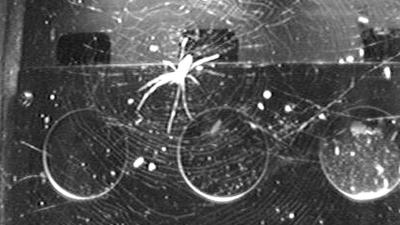Space Station Spiders Found a Hack to Build Webs Without Gravity