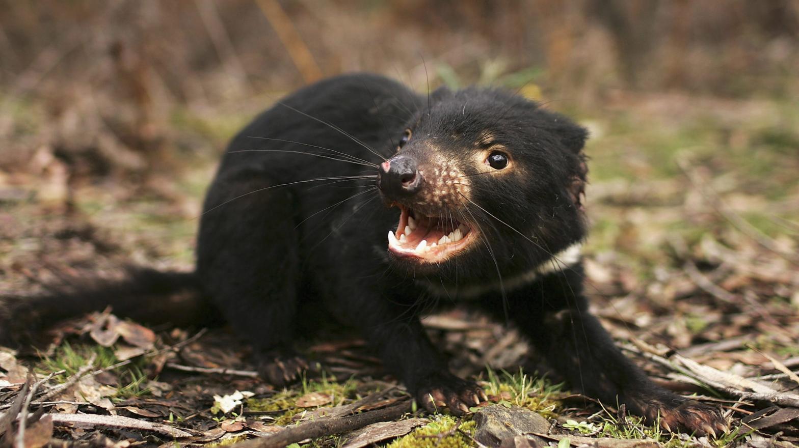 A Tasmanian Devil is released in the wild after being captured to check for signs of the Devil Facial Tumour Disease. (Photo: Adam Pretty, Getty Images)