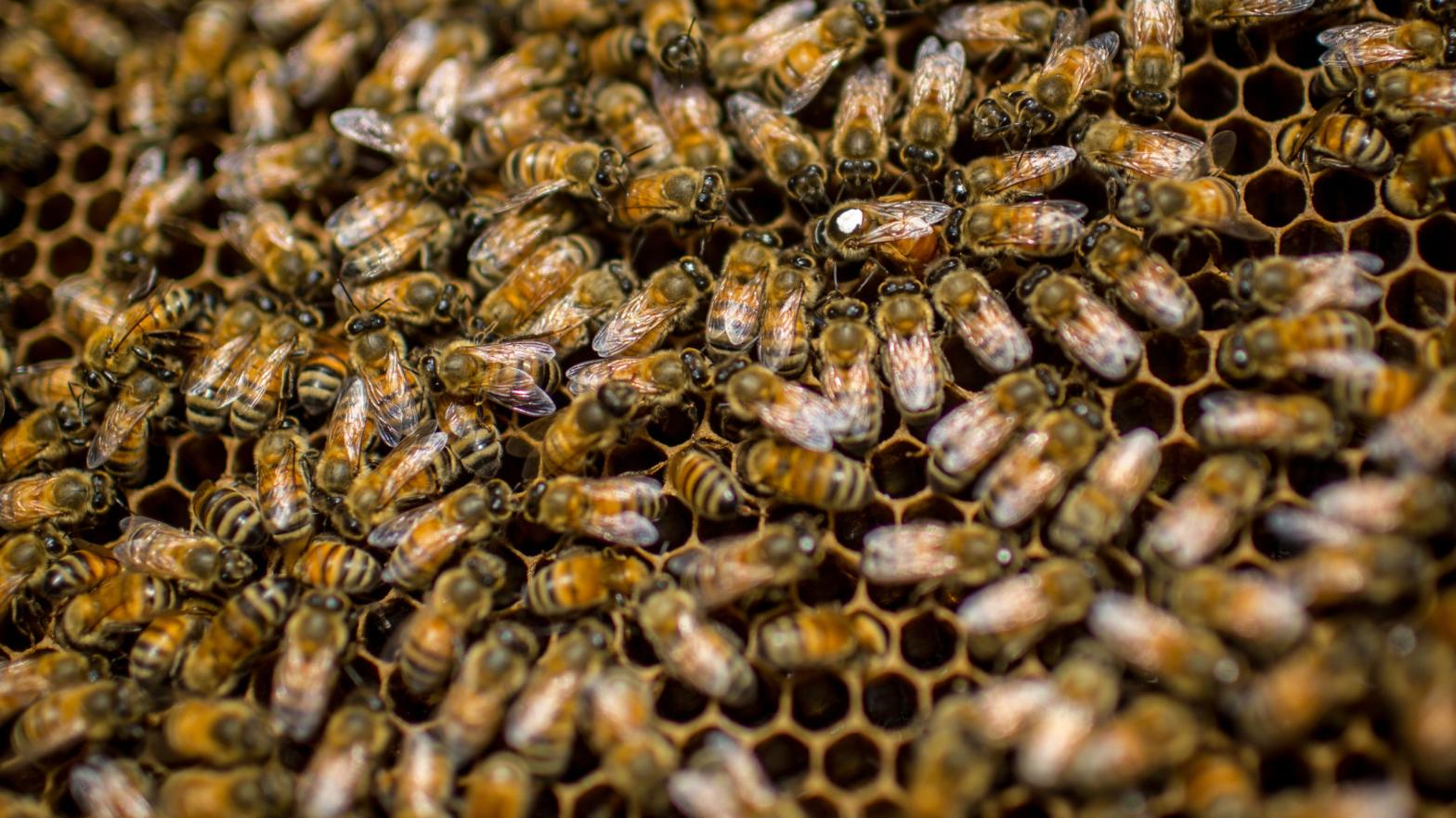 Eastern honeybees at the Ginza Honey Bee Project in Tokyo, Japan in 2014. (Photo: Chris McGrath, Getty Images)