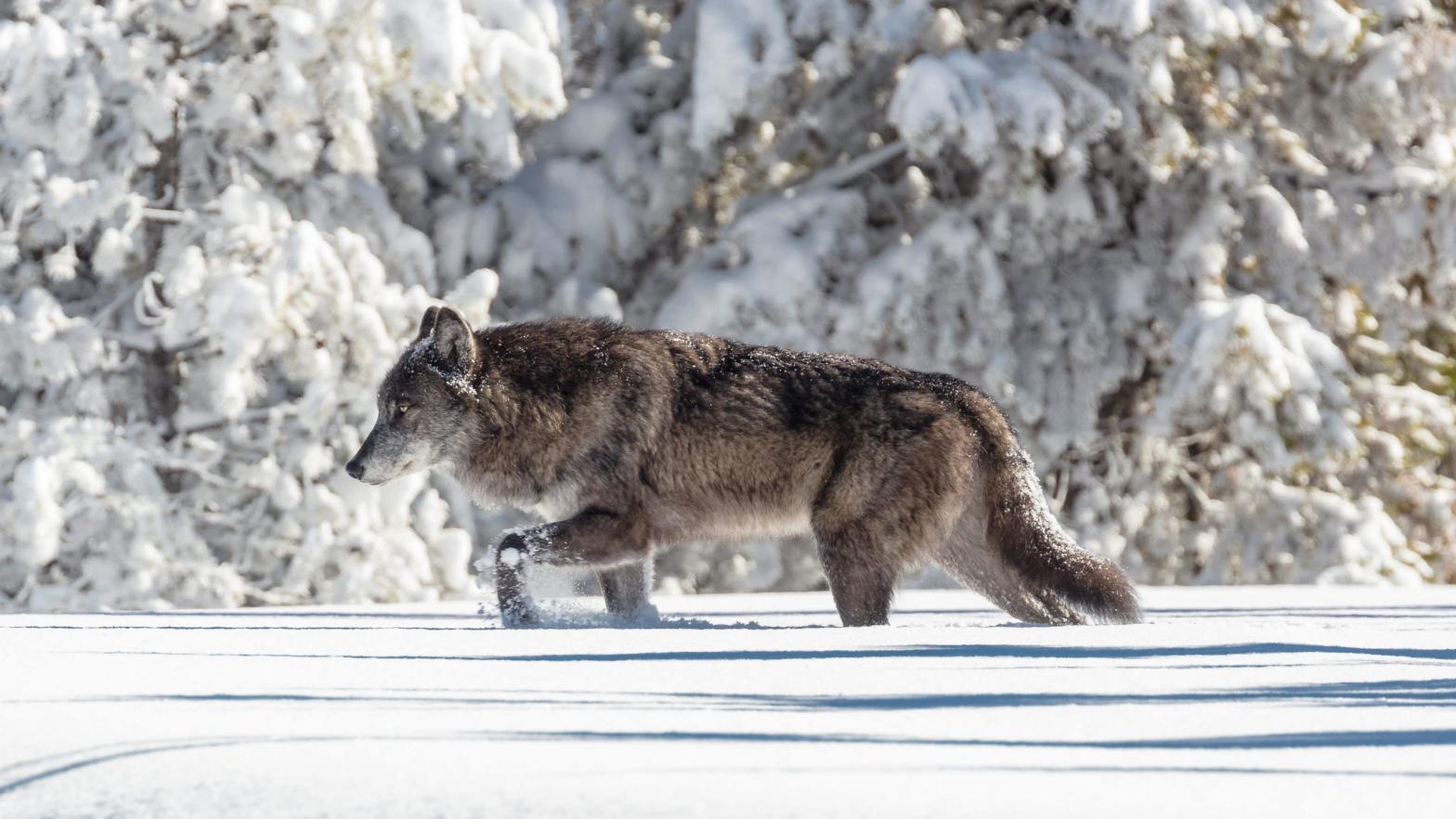 A wolf moving through fresh snow in Yellowstone National Park. (Photo: Jacob W. Frank/NPS)
