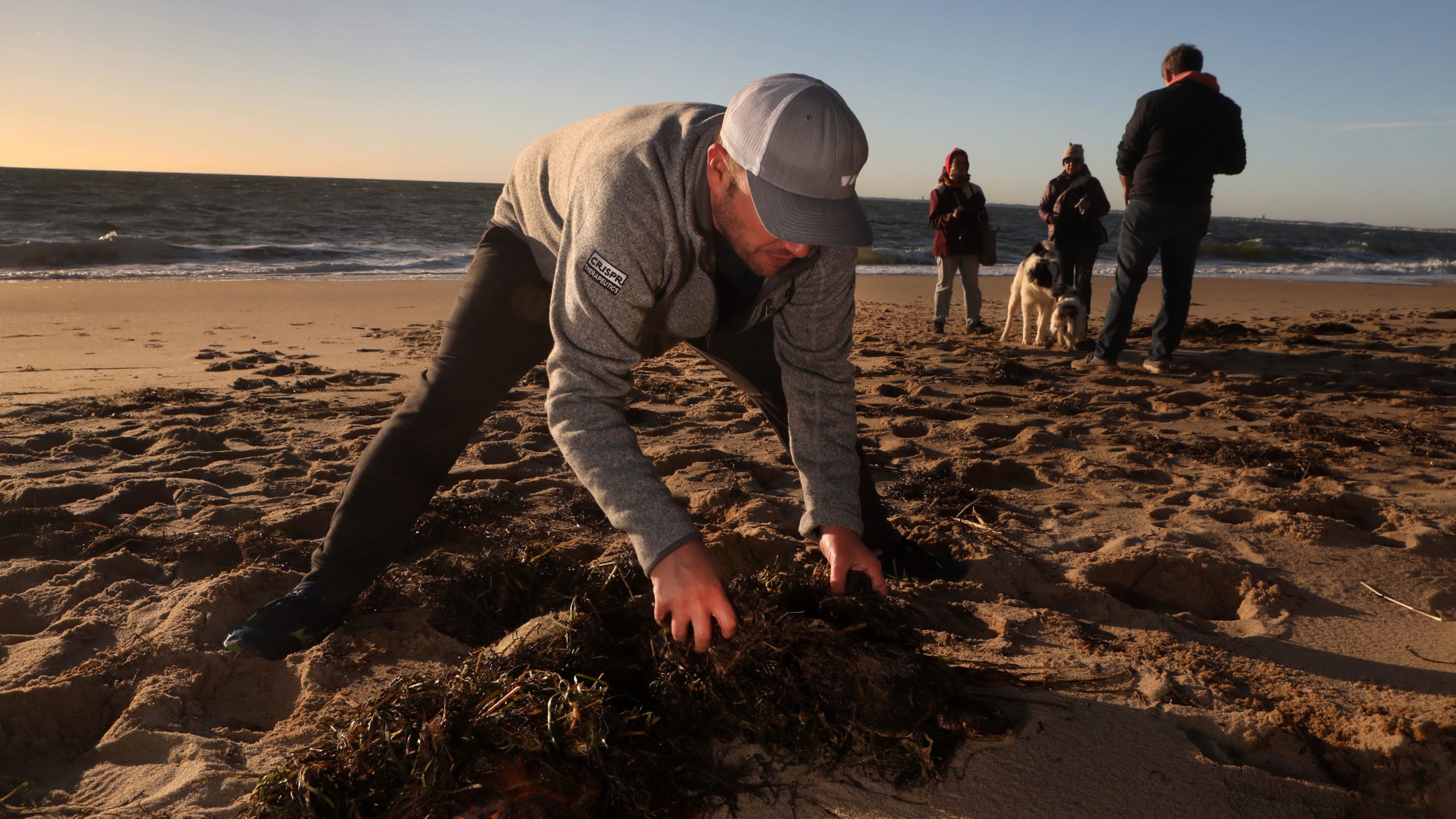 Michael Weinstein from Truro finds a cold-stunned sea turtle and covers it with seaweed to keep it warm on Great Hallow Beach in Cape Cod on Dec. 3, 2020. (Photo: Lauren Owens Lambert / AFP, Getty Images)