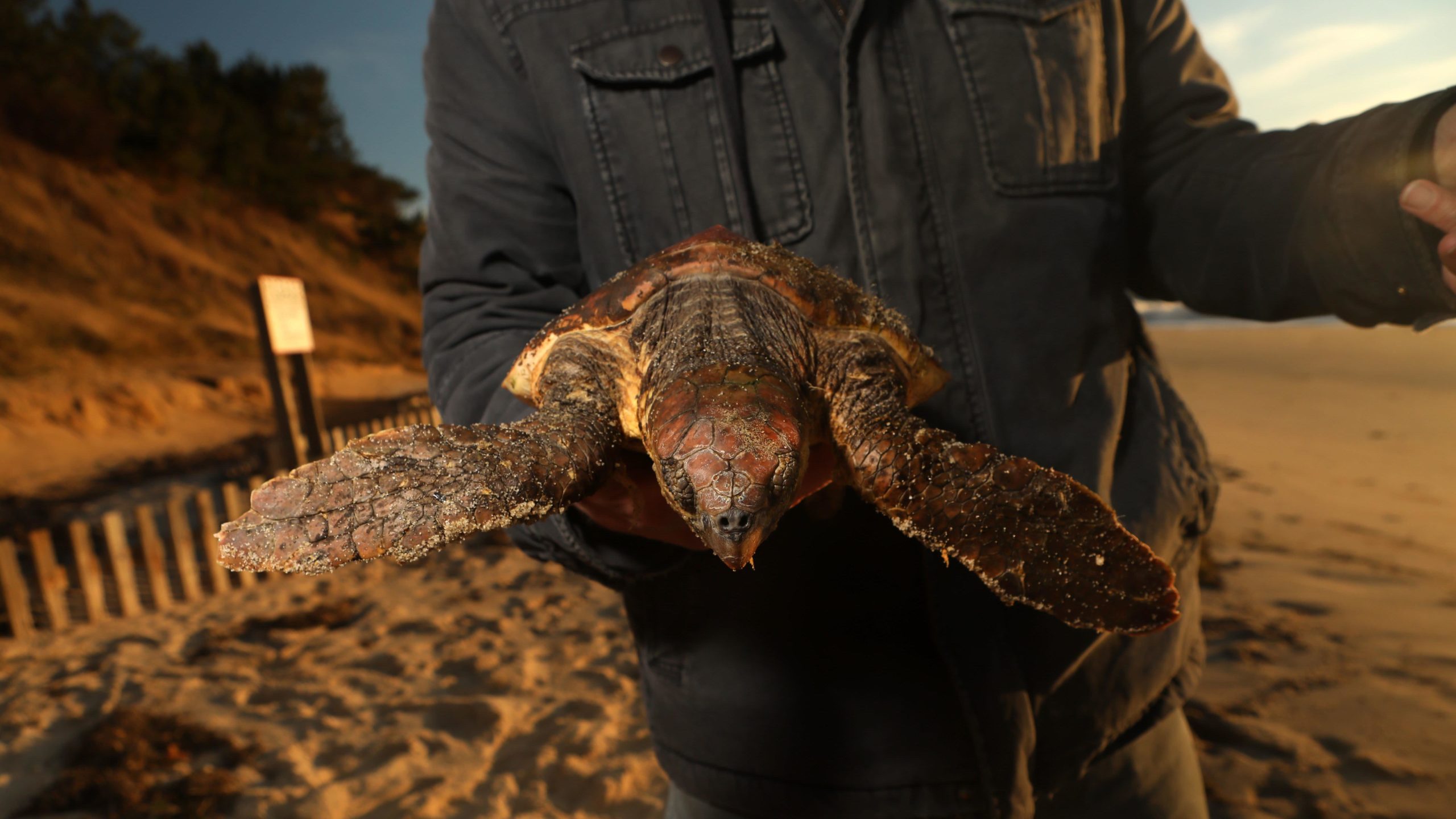 Bob Prescott, Mass Audubon Sea Turtle Program director, holds a cold-stunned sea turtle rescued off of Great Hallow beach in Cape Cod on Dec. 3, 2020.  (Photo: Lauren Owens Lambert / AFP, Getty Images)