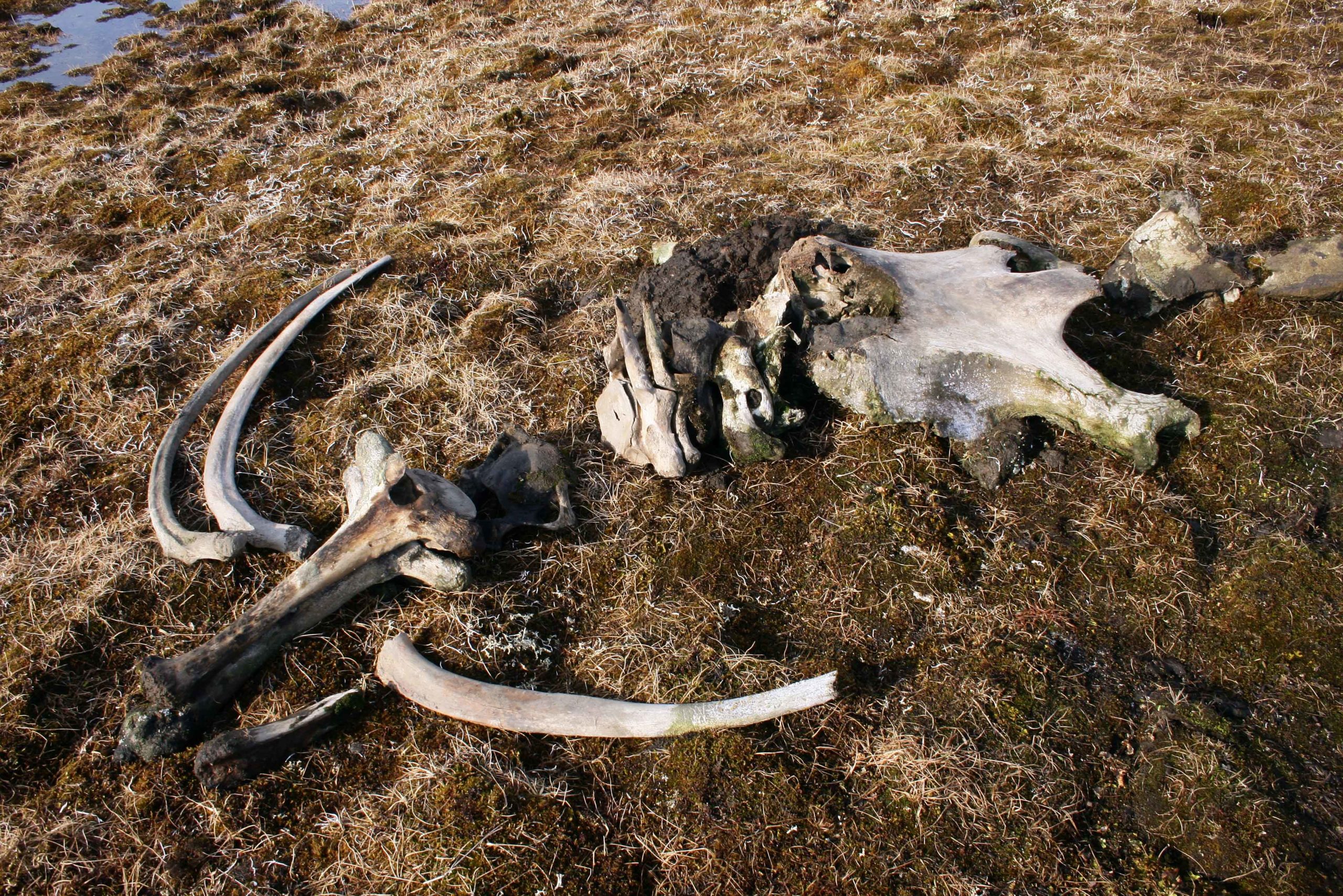 The Pavlov mammoth thoracic and neck vertebrae, ribs, and cranium, laid out after being excavated.  (Photo: I.S. Pavlov)