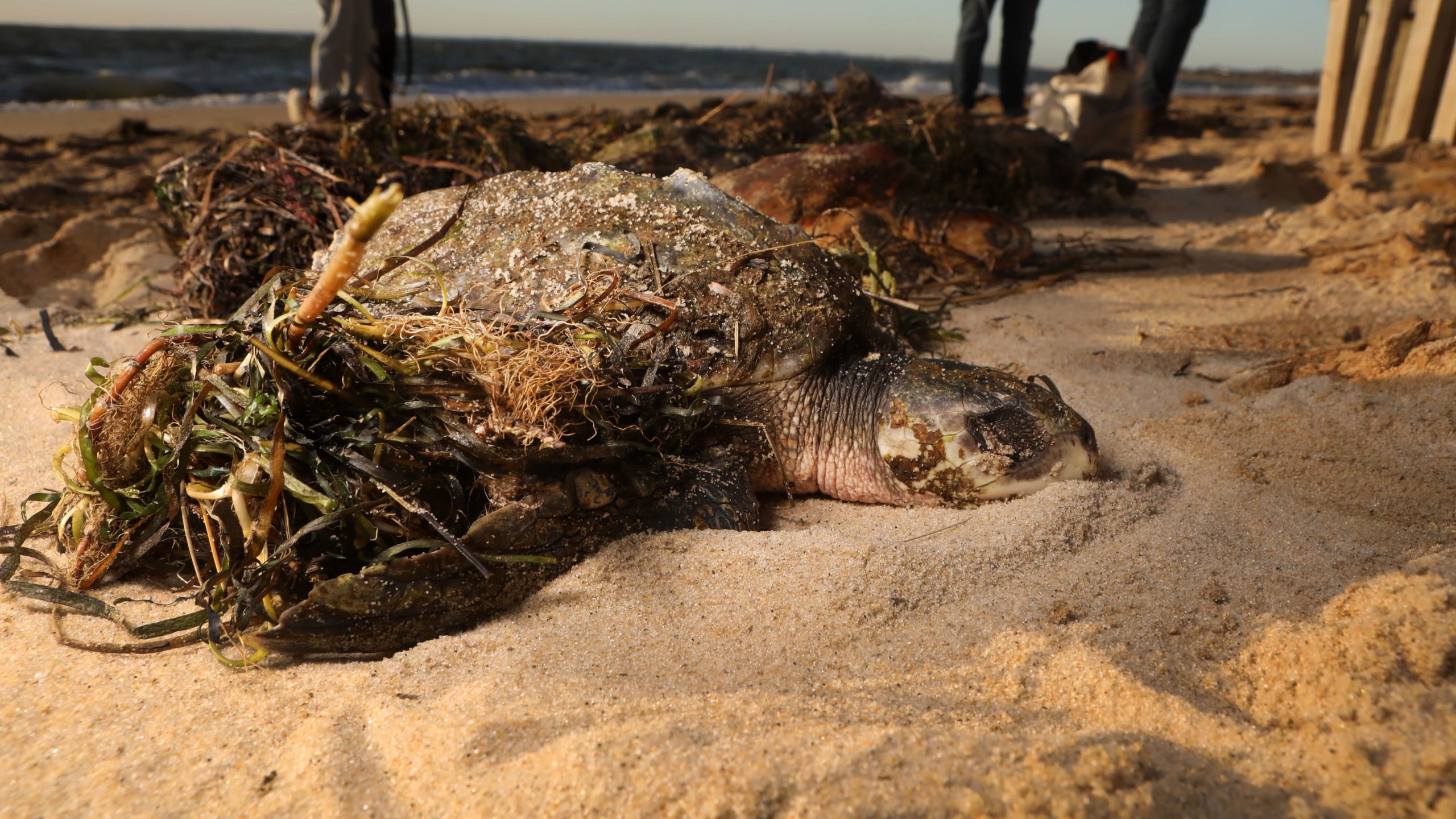 A cold-stunned Kemp's ridley sea turtle lays in the sand with seaweed piled on top of it to keep it warm before the arrival of people from Mass Audubon on the scene at Great Hallow beach in Cape Cod on Dec. 3, 2020. (Photo: Lauren Owens Lambert / AFP, Getty Images)