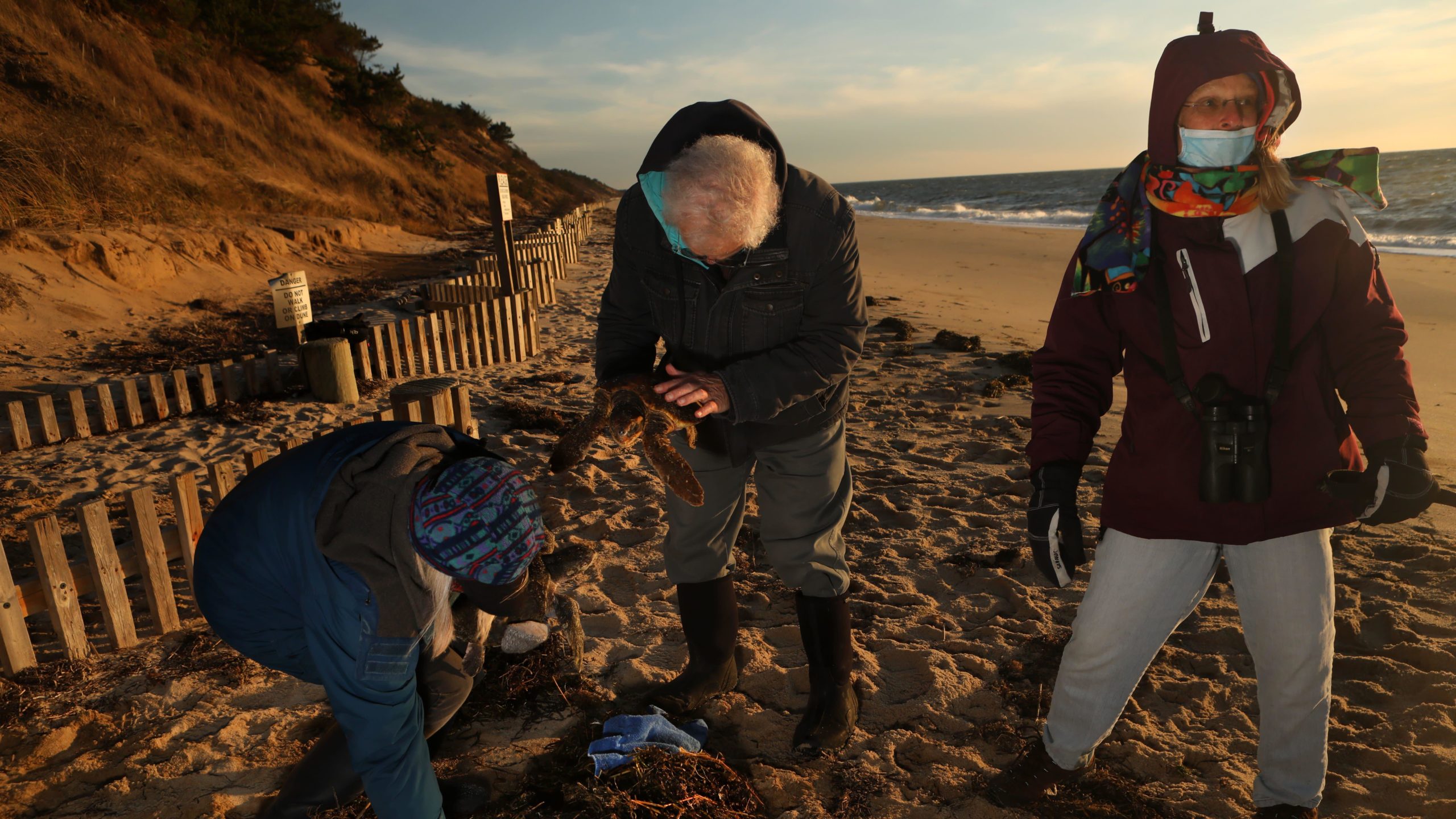 (From L) Diane Reynolds, Bob Prescott, and Nancy Braun pick up cold-stunned sea turtles off of Great Hallow Beach in Cape Cod on Dec. 3, 2020.  (Photo: Lauren Owens Lambert / AFP, Getty Images)