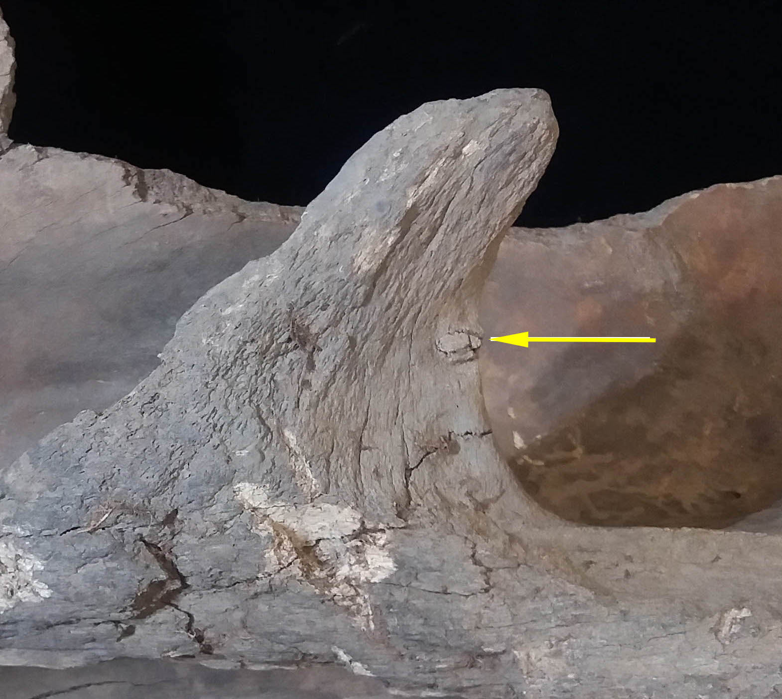 The mammoth scapula (shoulder bone) with embedded bone object. (Image: Innokentiy Pavlov (Department of Study of the Mammoth Fauna, Academy of Sciences of Sakha Republic, Yakutsk, Republic of Sakha (Yakutia), Russian Federation).)