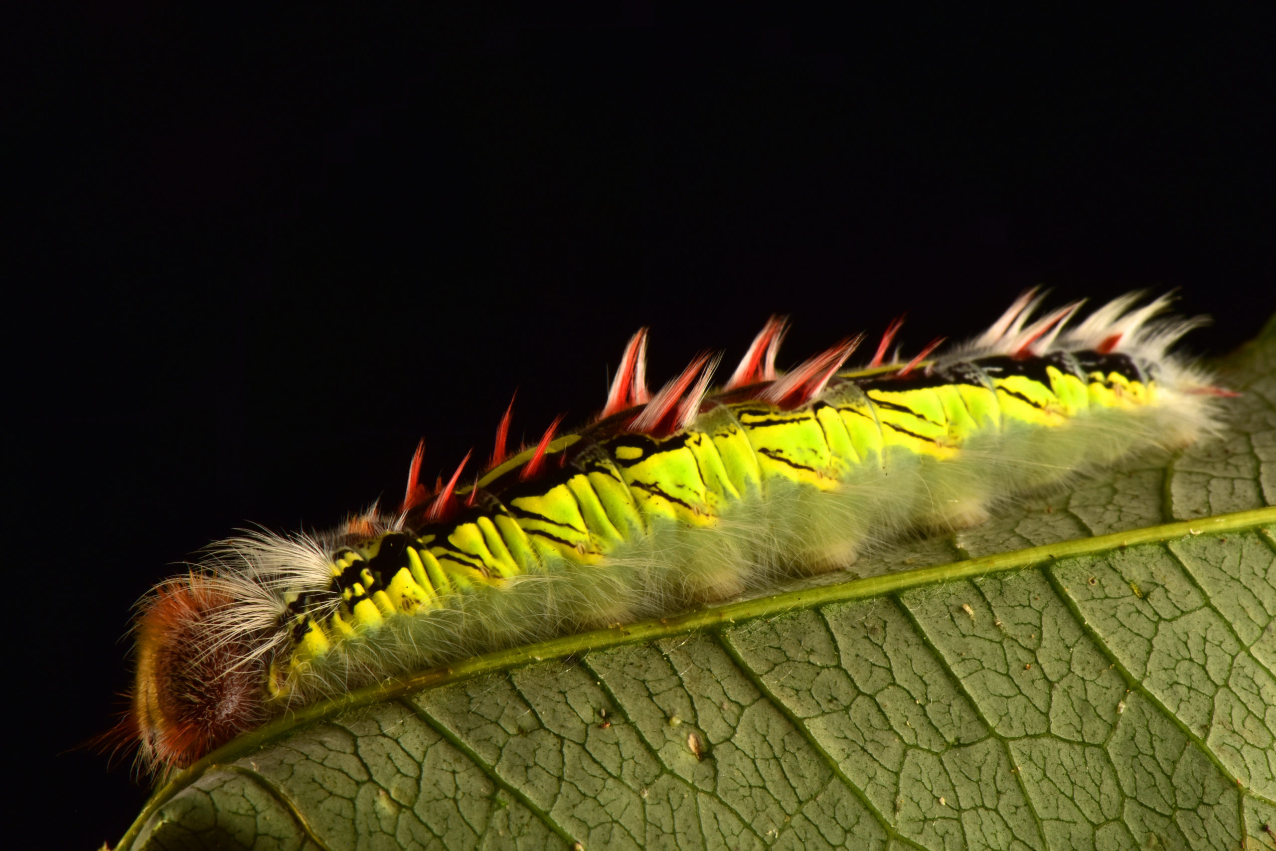 This caterpillar loves Good Charlotte. (Photo: Trond Larsen/Conservation International)