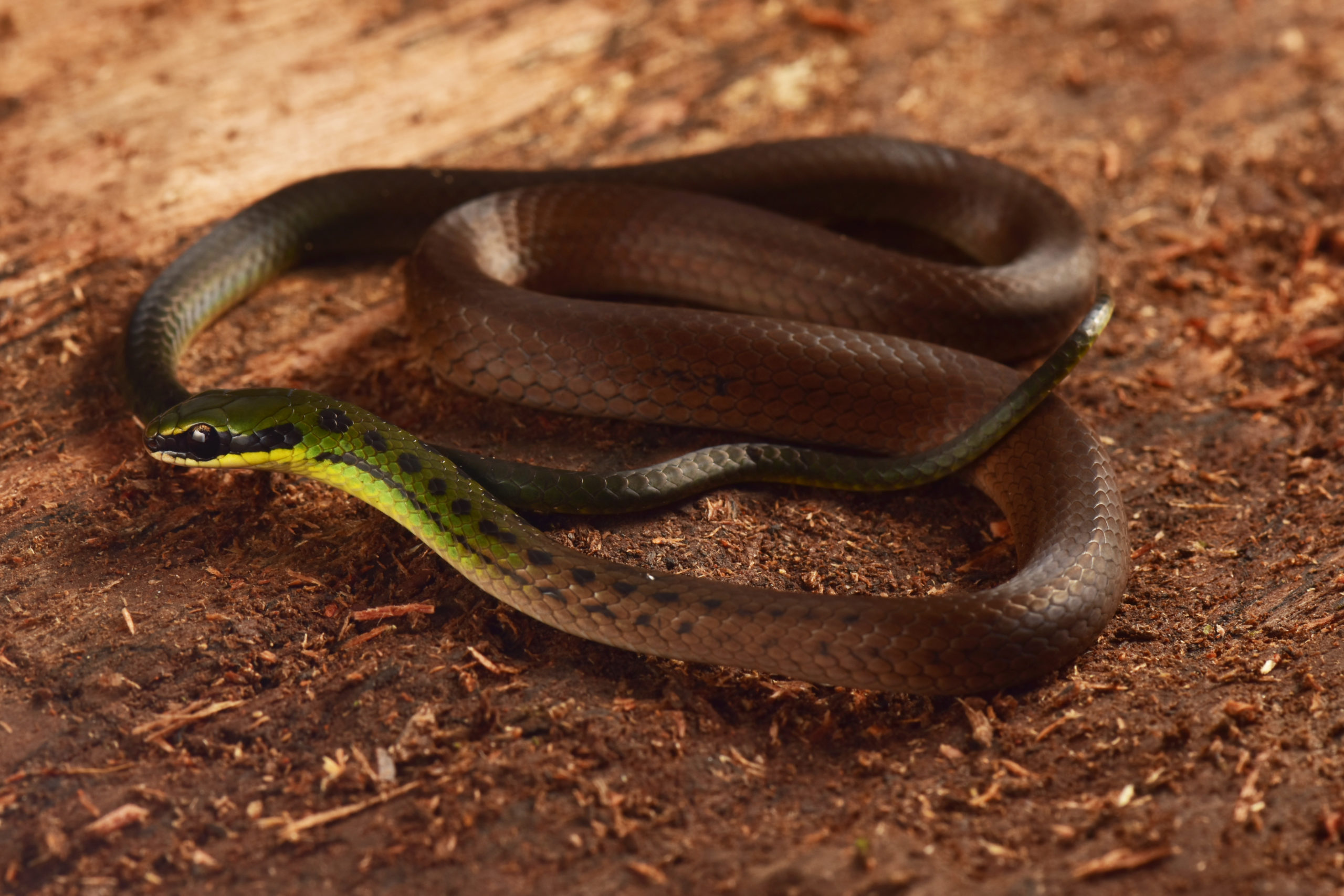 A very patriotic snake. (Photo: Trond Larsen/Conservational International)
