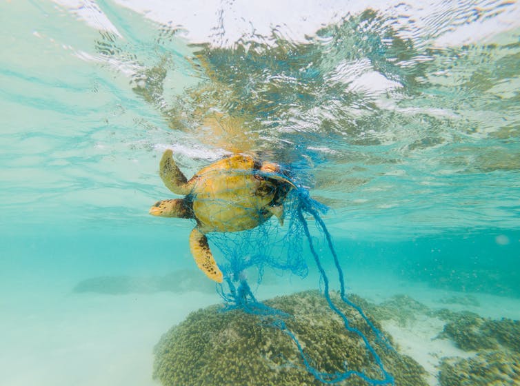 turtle caught in plastic