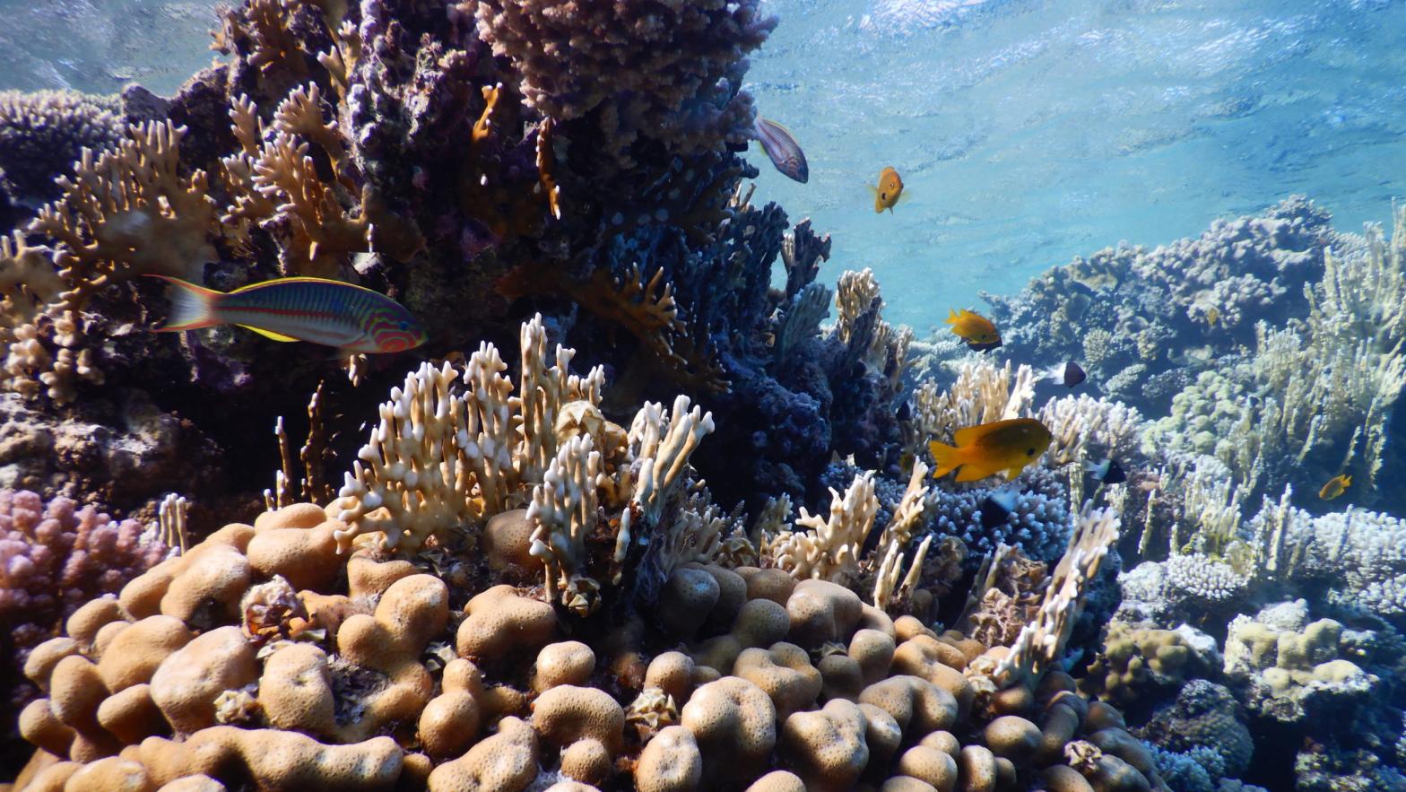Corals in the Gulf of Aqaba in the Red Sea. (Image: Maoz Fine)