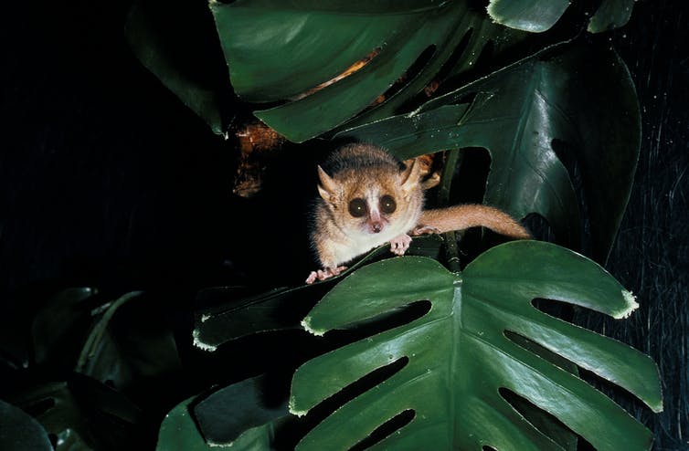 Scientists have discovered that the gray mouse lemur has the ability to hibernate.