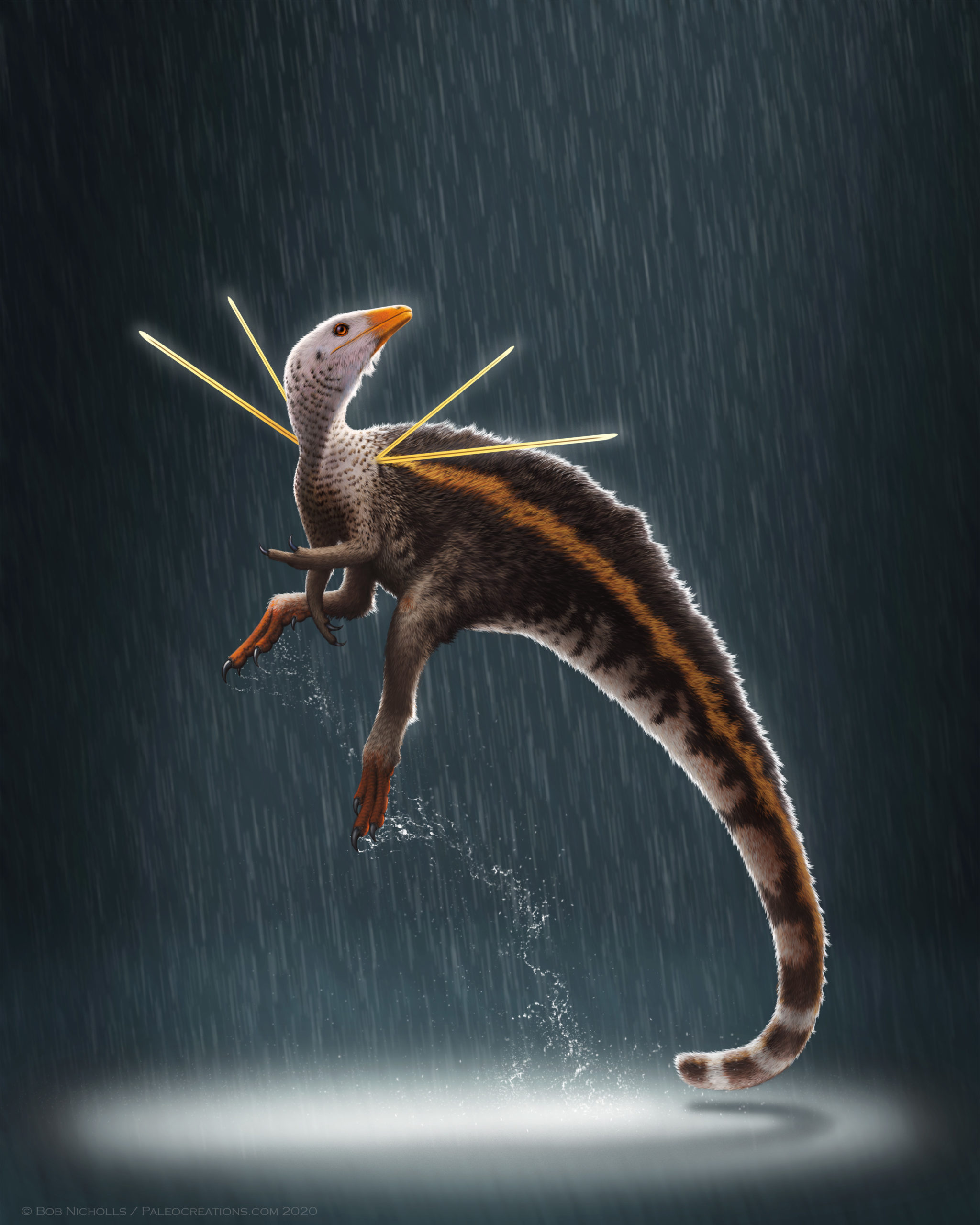 Ubirajara jubatus (Illustration: © Bob Nicholls / Paleocreations.com 2020)