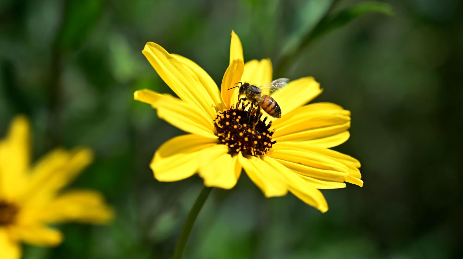 A bee lands on a wild flower along the Eaton Canyon Trail in Pasadena, California. (Photo: Frederic J. Brown, Getty Images)