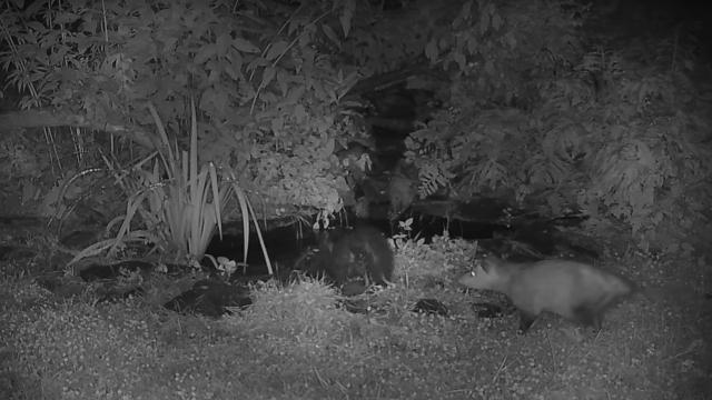 This Video of an Opossum Pushing a Skunk Into a Pond Is All of Us
