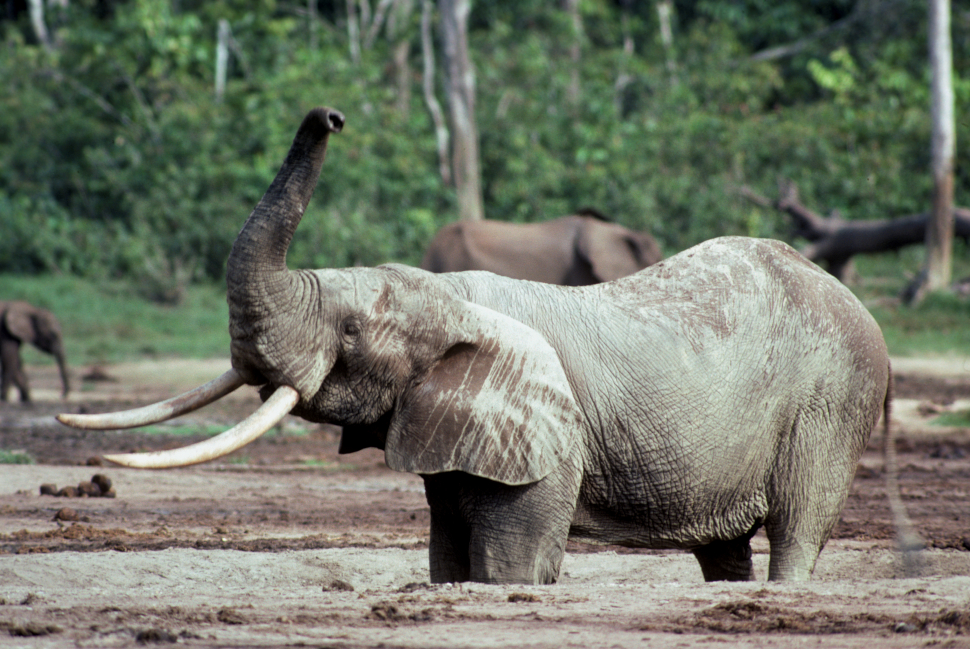 An African forest elephant.  (Image: Nicholas Georgiadis)