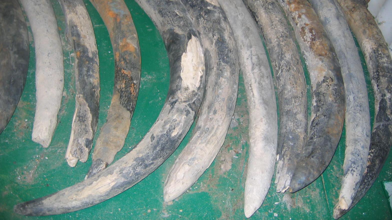 Elephant tusks pulled from the 16th-century Bom Jesus shipwreck.  (Image: National Museum of Namibia)