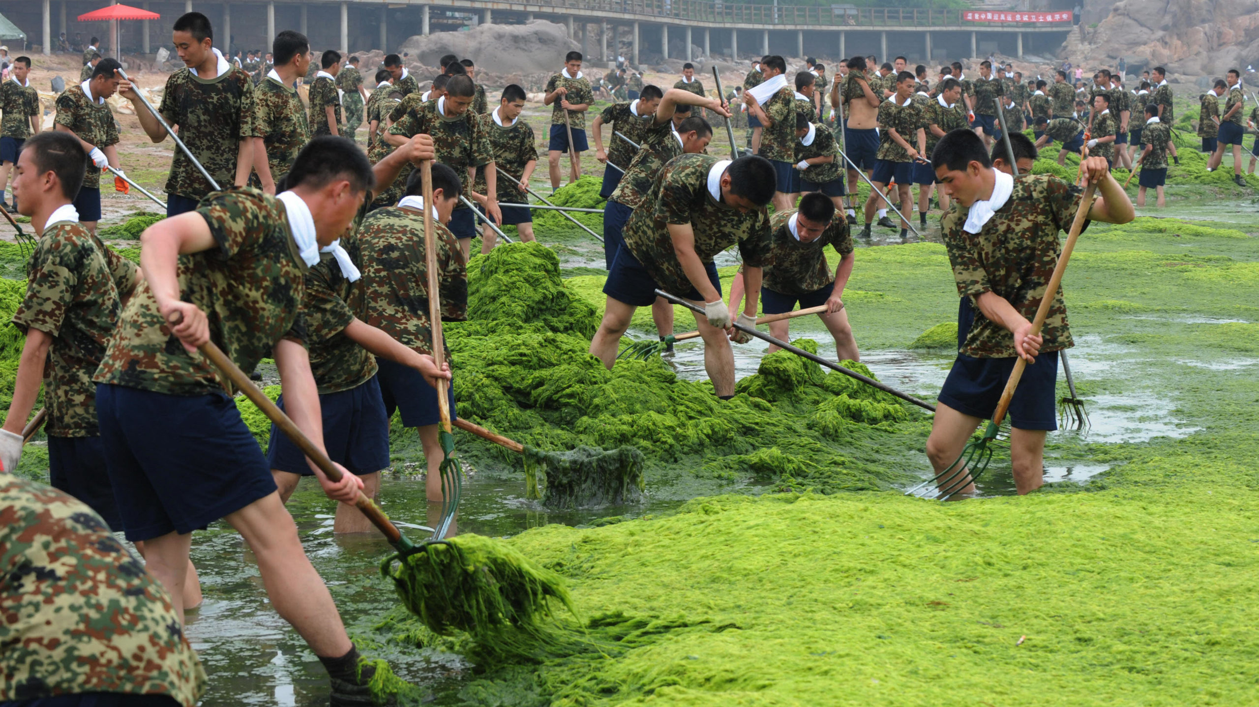 Soldiers removing smelly algae from a beach in Qingdao, China. (Photo: Mark Ralston, Getty Images)