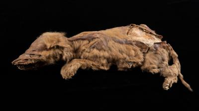 Canadian Gold Miner Finds 57,000-Year-Old Wolf Pup Still Covered in Fur