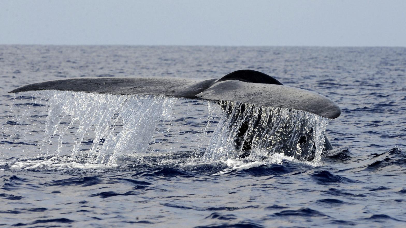 New blue whales! (Photo: Ishara S. Kodikara, Getty Images)