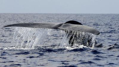 New Blue Whale Population Discovered After Scientists Hear Unknown Song
