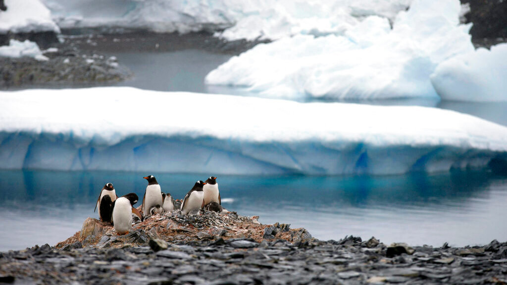 Gentoo penguins near the Chilean station Bernardo O'Higgins in Antarctica.  (Image: Natacha Pisarenko, AP)