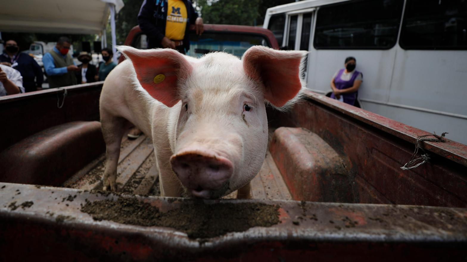 A female pig on a truckbed in Mexico City, Mexico. (Photo: Rebecca Blackwell, AP)