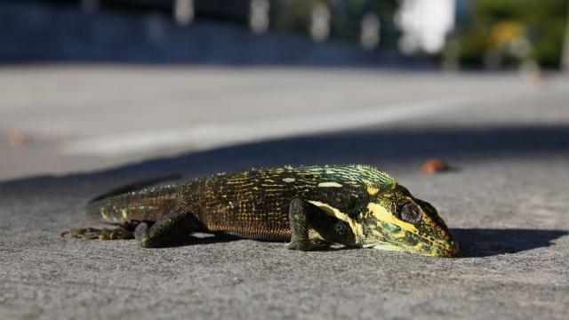 It’s Iguanas-Falling-Out-of-Trees Cold in Miami